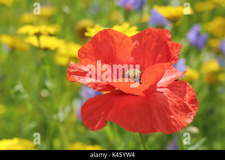 A poppy (Papaver rhoeas) blooms in a sown meadow alongside corn marigolds (Chrysanthemum segetum) and corn-cockles (agrostemma inodora),summer Stock Photo
