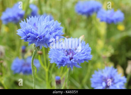 Blue cornflowers (Centaurea cyanus) in full bloom in an English meadow in summer (July), UK Stock Photo