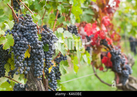 Canada, Ontario, Niagara Escarpment Wine Country, St. Catherines, vineyard, autumn Stock Photo