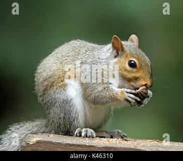 Close-up of a chubby Eastern gray squirrel (Sciurus carolinensis) clutching some tree bark in its paws while sitting on a wooden deck railing Stock Photo