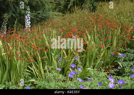 Herbaceous border in London with blue hardy geranium, orange crocosmia, delphinium and Queen Anne's Lace. Stock Photo