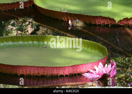 Pink flowers and giant lily pads grace these large Victoria water lilies at Cedar Lakes Woods and Gardens in Willison, Florida Stock Photo