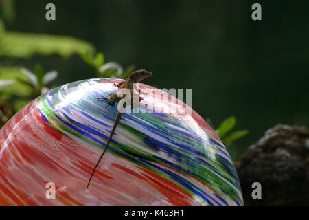 Brown Anole lizard on a glass globe display in a small botanical garden in Williston, Florida Stock Photo