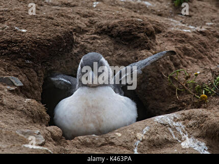 Atlantic Puffling, Fratercula arctica, stretching wings at entrance to burrow, Skomer Island, Wales Stock Photo