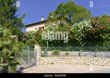 Oleander (Nerium oleander) in front of a residential building, Mandelieu, France Stock Photo