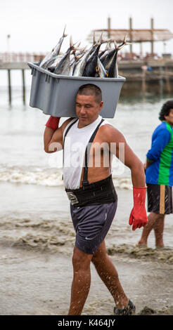 Puerto Lopez, Ecuador - Nov 27, 2011: Fishermen carry bins of fish to buyers, chased by birds looking for an easy meal Stock Photo