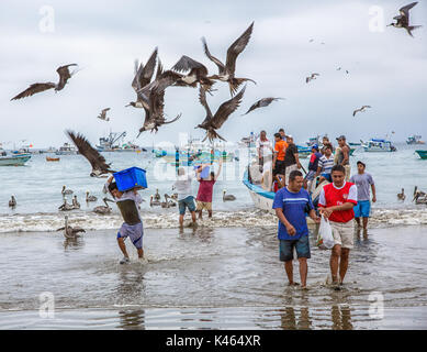 Puerto Lopez, Ecuador - Nov 27, 2011: Fishermen carry bins of fish to buyers, chased by birds looking for an easy meal Stock Photo