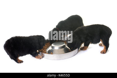 puppies rottweiler eating in front of white background Stock Photo