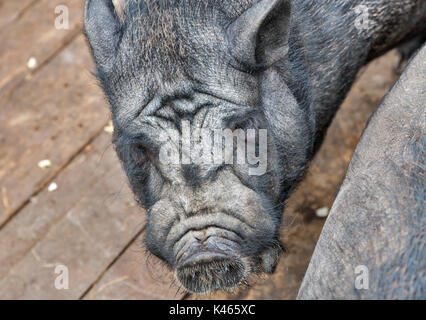 Black Iberian pig closeup outdoor Stock Photo