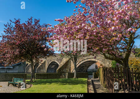 Cherry blossoms in full bloom in front of the old bridge in Ayr. Stock Photo