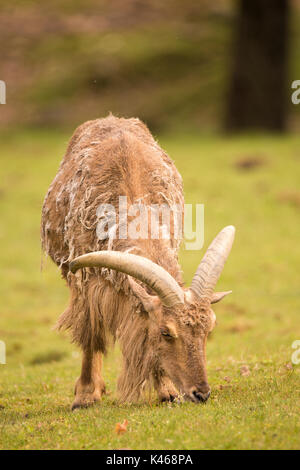 Drive through Safari Park Varallo Pombia Novara Italy Lake Maggiore lago Piemonte Piedmont Wildlife Zoo Parks animals such as zebra, lions, tiger Stock Photo