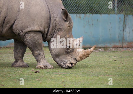 Drive through Safari Park Varallo Pombia Novara Italy Lake Maggiore lago Piemonte Piedmont Wildlife Zoo Parks animals such as zebra, buffalo, tiger Stock Photo