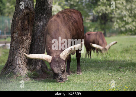 Drive through Safari Park Varallo Pombia Novara Italy Lake Maggiore lago Piemonte Piedmont Wildlife Zoo Parks animals such as zebra, buffalo, tiger Stock Photo