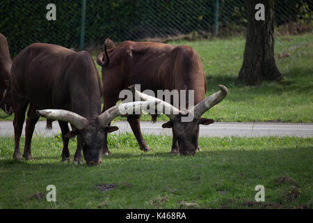 Drive through Safari Park Varallo Pombia Novara Italy Lake Maggiore lago Piemonte Piedmont Wildlife Zoo Parks animals such as zebra, buffalo, tiger Stock Photo