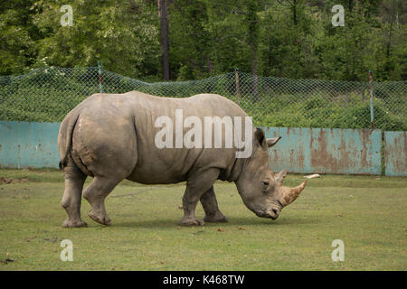 Drive through Safari Park Varallo Pombia Novara Italy Lake Maggiore lago Piemonte Piedmont Wildlife Zoo Parks animals such as zebra, buffalo, tiger Stock Photo