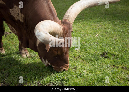 Drive through Safari Park Varallo Pombia Novara Italy Lake Maggiore lago Piemonte Piedmont Wildlife Zoo Parks animals such as zebra, buffalo, tiger Stock Photo