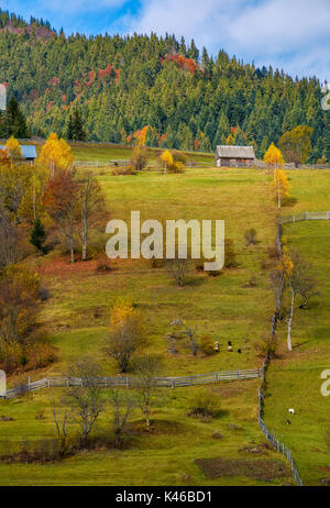 agricultural fields on hillside near forest. lovely autumnal scenery in mountains Stock Photo