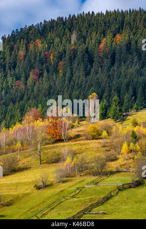 agricultural fields on hillside near forest. lovely autumnal scenery in mountains Stock Photo