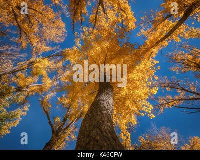 Low angle view of tall tree with colorful autumn foliage set against a clear blue sky in October. Stock Photo