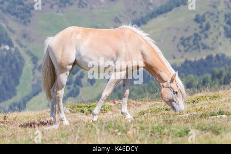 Beautiful haflinger horse in the Alps / mountains in Tirol, Austria Stock Photo