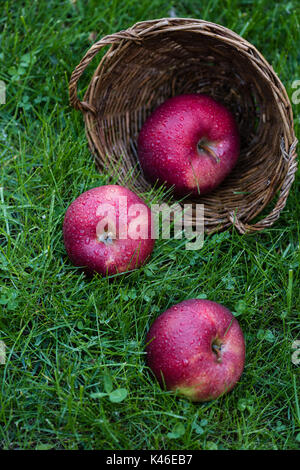 Close-up view of ripe wet apples falling from wicker basket in green grass Stock Photo