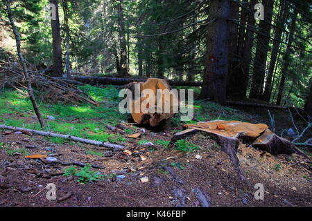 Large tree chopped in dark green coniferous forest in the mountains of Montenegro Stock Photo