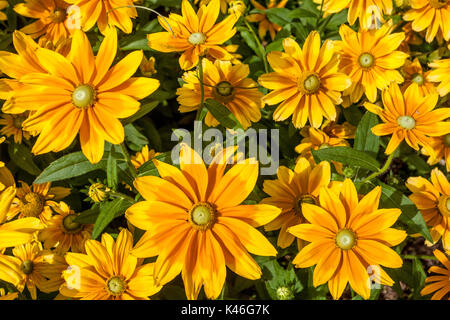 Rudbeckia Prairie Sun flowers Stock Photo