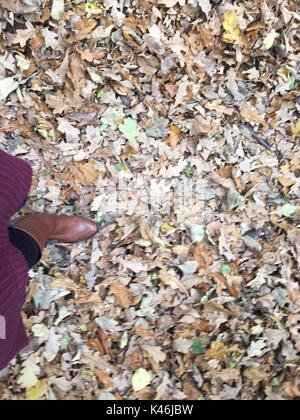 Kicking up the dry leaves, walking through an English woodland in early autumn. Stock Photo