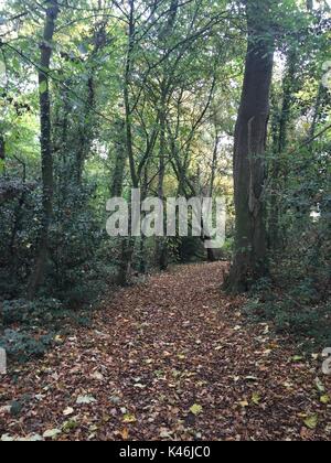 A pathway of colourful dry leaves, on a walk through an English woodland in early autumn. Stock Photo