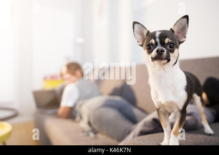 Close up portrait of small dog standing on couch with his owner using laptop on second plan. Stock Photo