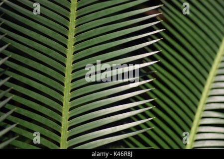 Pointy, Green Leaves Stock Photo
