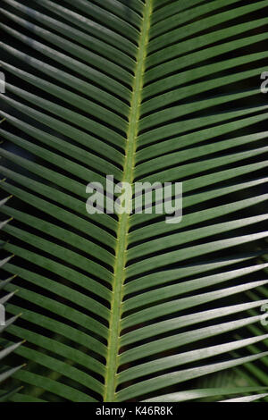 Pointy, Green Leaves Stock Photo