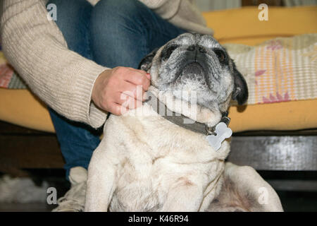 Woman caressing pug dog Stock Photo