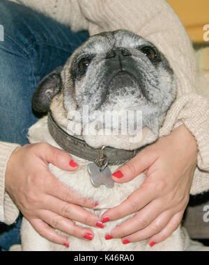 Woman caressing pug dog Stock Photo