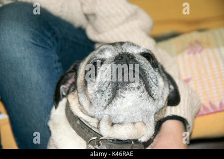 Woman caressing pug dog Stock Photo