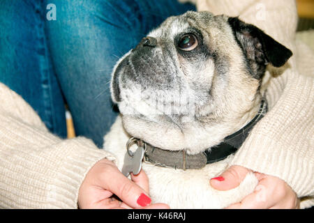 Woman caressing pug dog Stock Photo