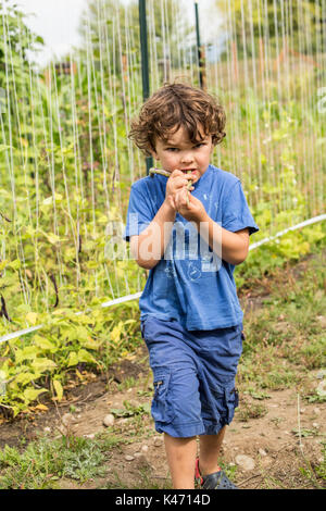Four year old boy eating a freshly picked Rattlesnake heirloom beans in a garden in Maple Valley, Washington, USA.  This pole bean is easy to grow and Stock Photo