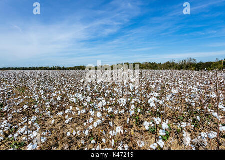 Cotton field in Shorter, Alabama, USA, ready for fall harvesting. Stock Photo