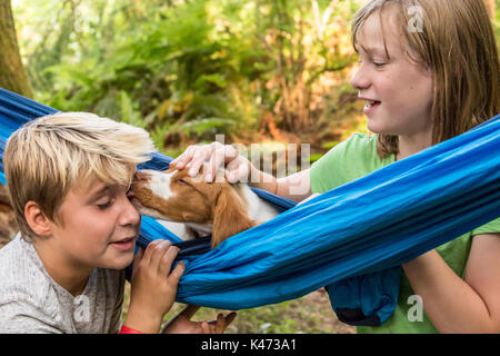 Two month old Brittany Spaniel 'Archie' resting in a hammock, licking an eleven year old boy, as a ten year old girl watches in Issaquah, Washington,  Stock Photo