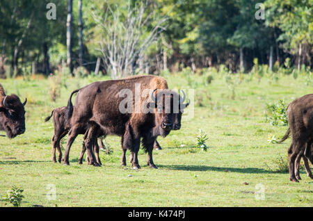 Herd of buffalo grazing in a field Stock Photo