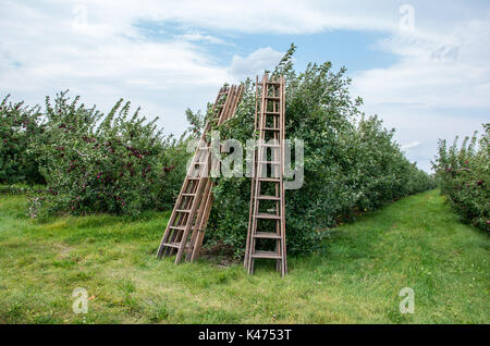 Apples on trees in an orchard ready to be picked Stock Photo