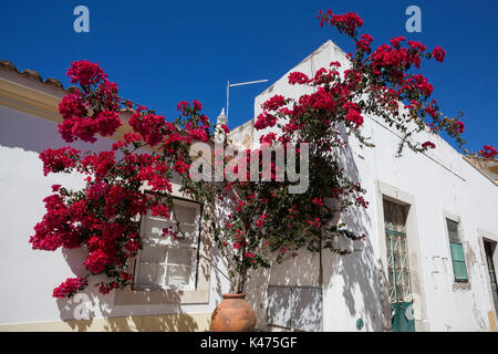 White house with a bougainvillea plant against blue sky in the old town of Faro, Algarve, Portugal Stock Photo