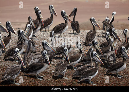 Peruvian pelicans (Pelecanus thagus), Paracas Peninsula, Paracas National Reserve, Pisco Province, Ica Region, Peru, South America Stock Photo