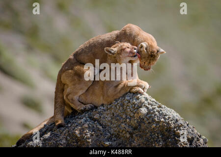 Wild Pumas (Puma concolor) from Torres del Paine, Chile Stock Photo