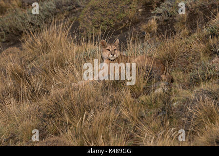 Wild Puma (Puma concolor) from Torres del Paine, Chile Stock Photo
