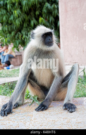 Gray Langur Monkey  Presbytis entellus is regarded as sacred in Hinduism.  Jodhpur Rajasthan India. Stock Photo