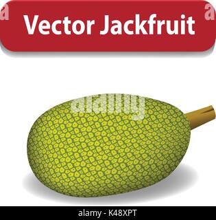 Raw Green jackfruit isolated on white, vector design Stock Vector