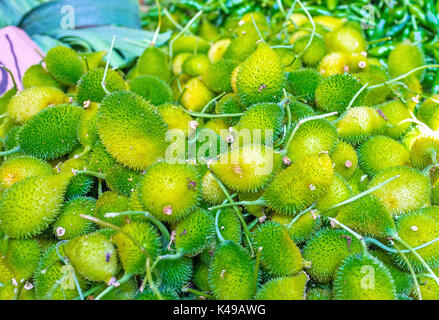 West Indian gherkin (Cucumis Anguria) is one of the most exotic vegetables in Sri Lankan markets, Wellawaya. Stock Photo