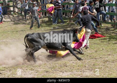 May 28, 2017 Sangolqui, Ecuador: young man holding a cape running from  a charging bull at a rural amateur bullfight in the Andes Stock Photo