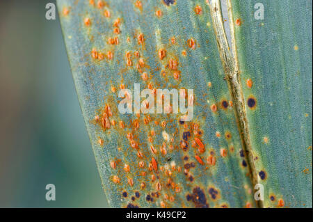 Leek rust a common fungal infection, scientific name Puccinia Allii, which affects the onion family of plants. Stock Photo